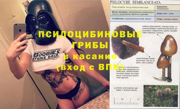 ПСИЛОЦИБИНОВЫЕ ГРИБЫ Горно-Алтайск